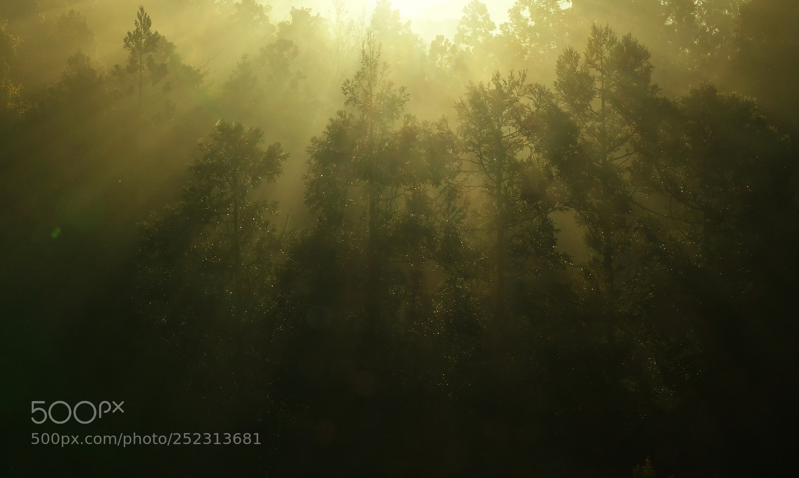 Nikon D500 sample photo. Untitled photography