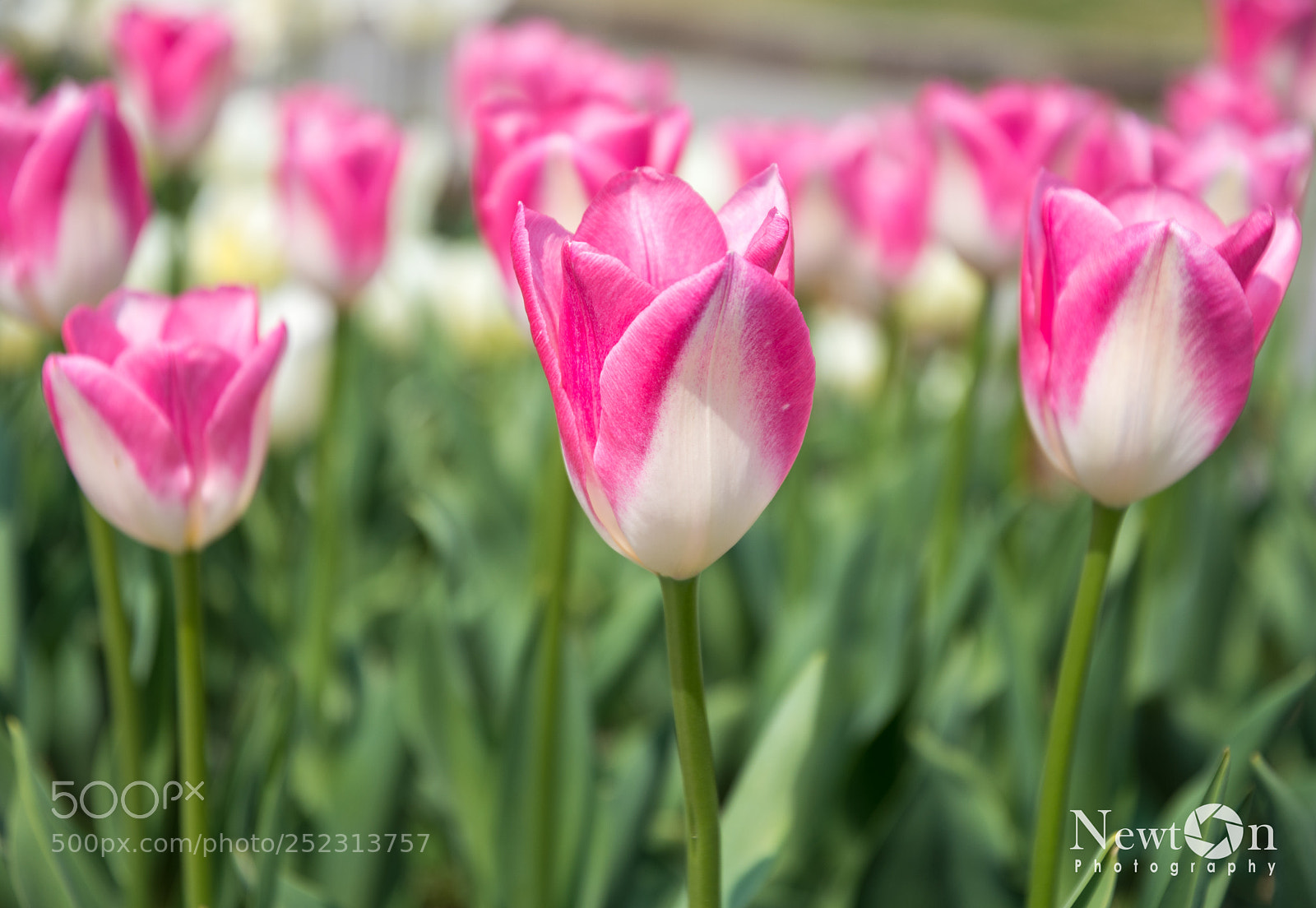 Nikon D7200 sample photo. Tulips garden photography