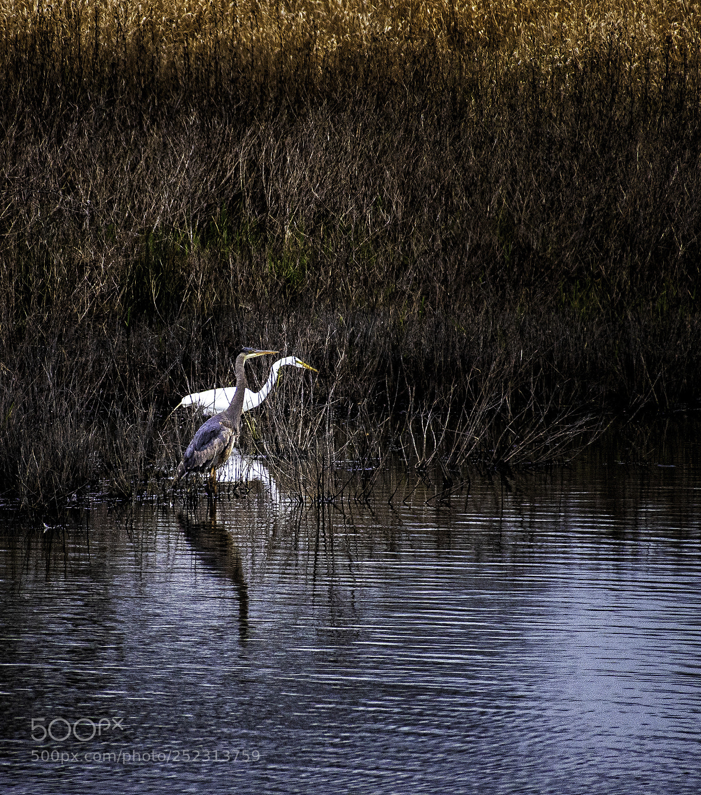 Nikon D810 sample photo. Fraternal twins photography