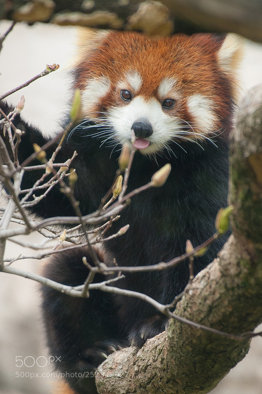 Nikon D3 sample photo. Lesser panda waiting for photography