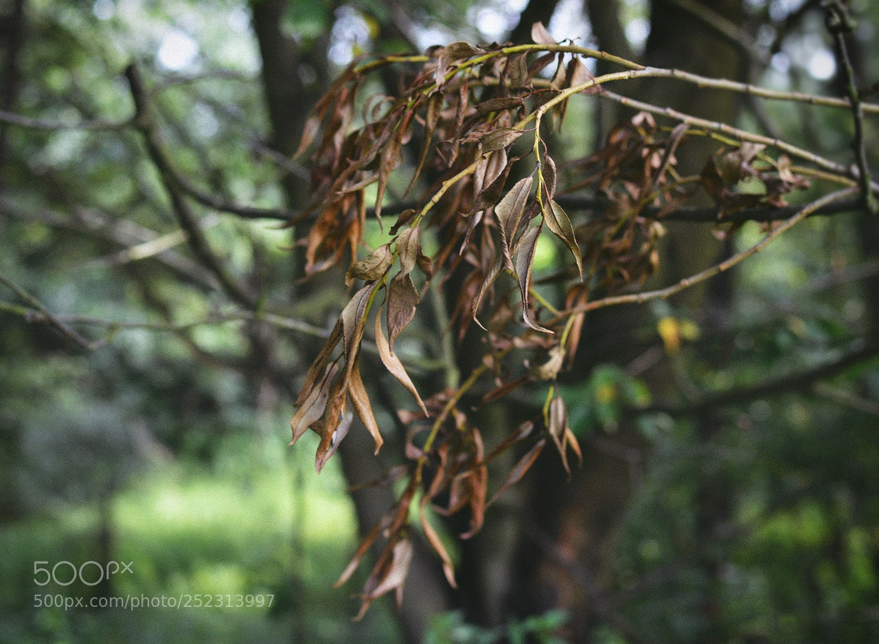 Nikon D3200 + Nikon AF-S DX Nikkor 35mm F1.8G sample photo. *** photography