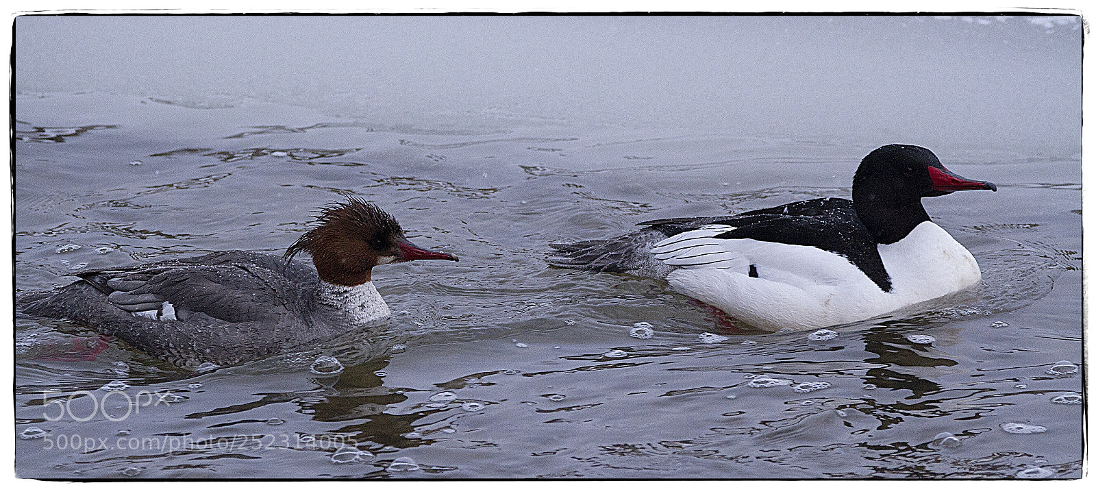 Canon EOS 7D sample photo. Common mergansers  photography