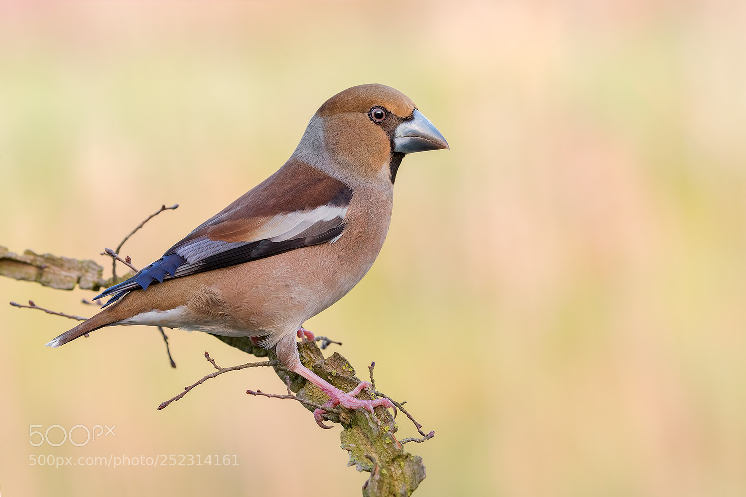 Canon EOS 5D Mark IV sample photo. Hawfinch in colors dawn photography