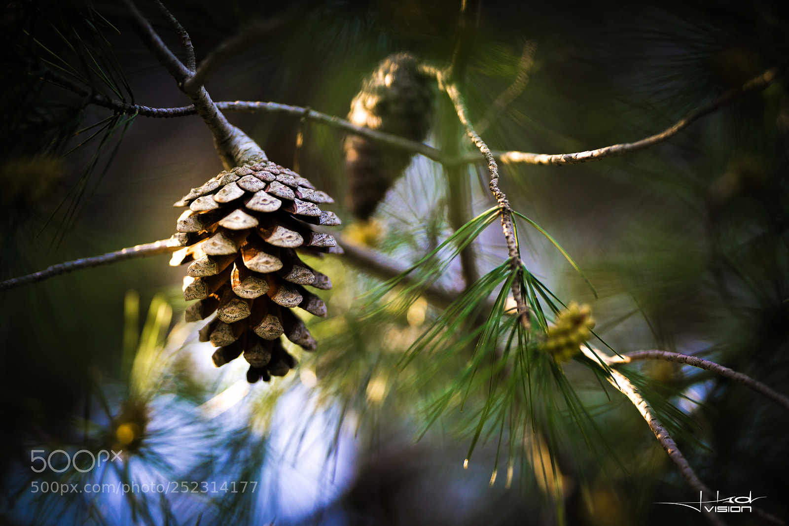 Sony a7R II sample photo. ... ?????? ... photography