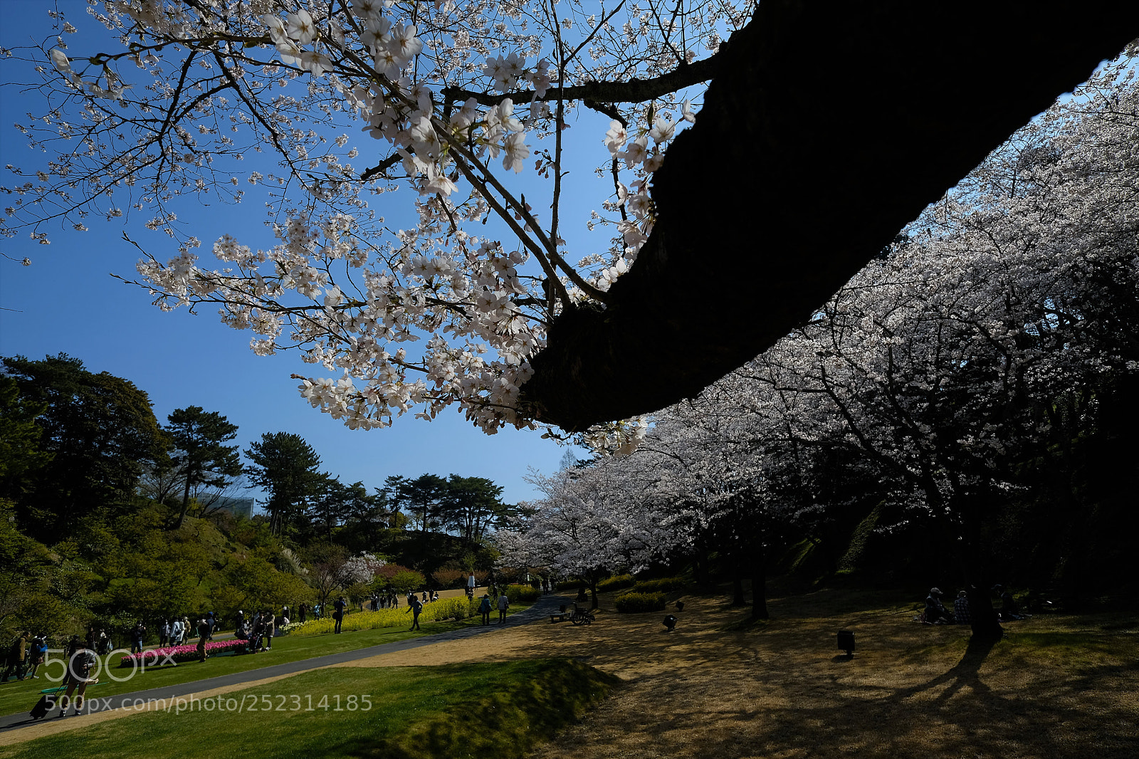 Fujifilm X-T2 sample photo. At a park on photography