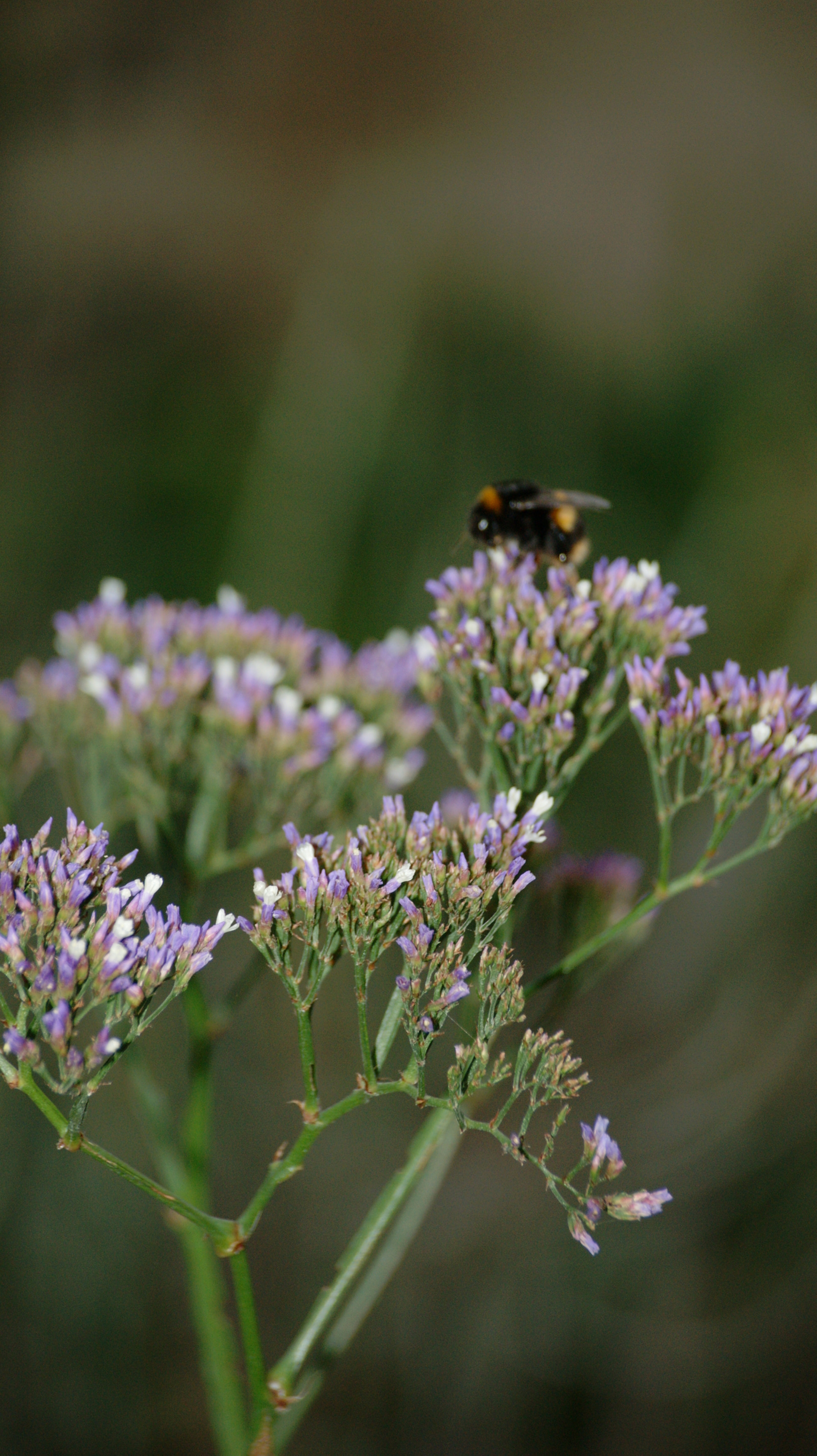 Sony Alpha DSLR-A390 sample photo