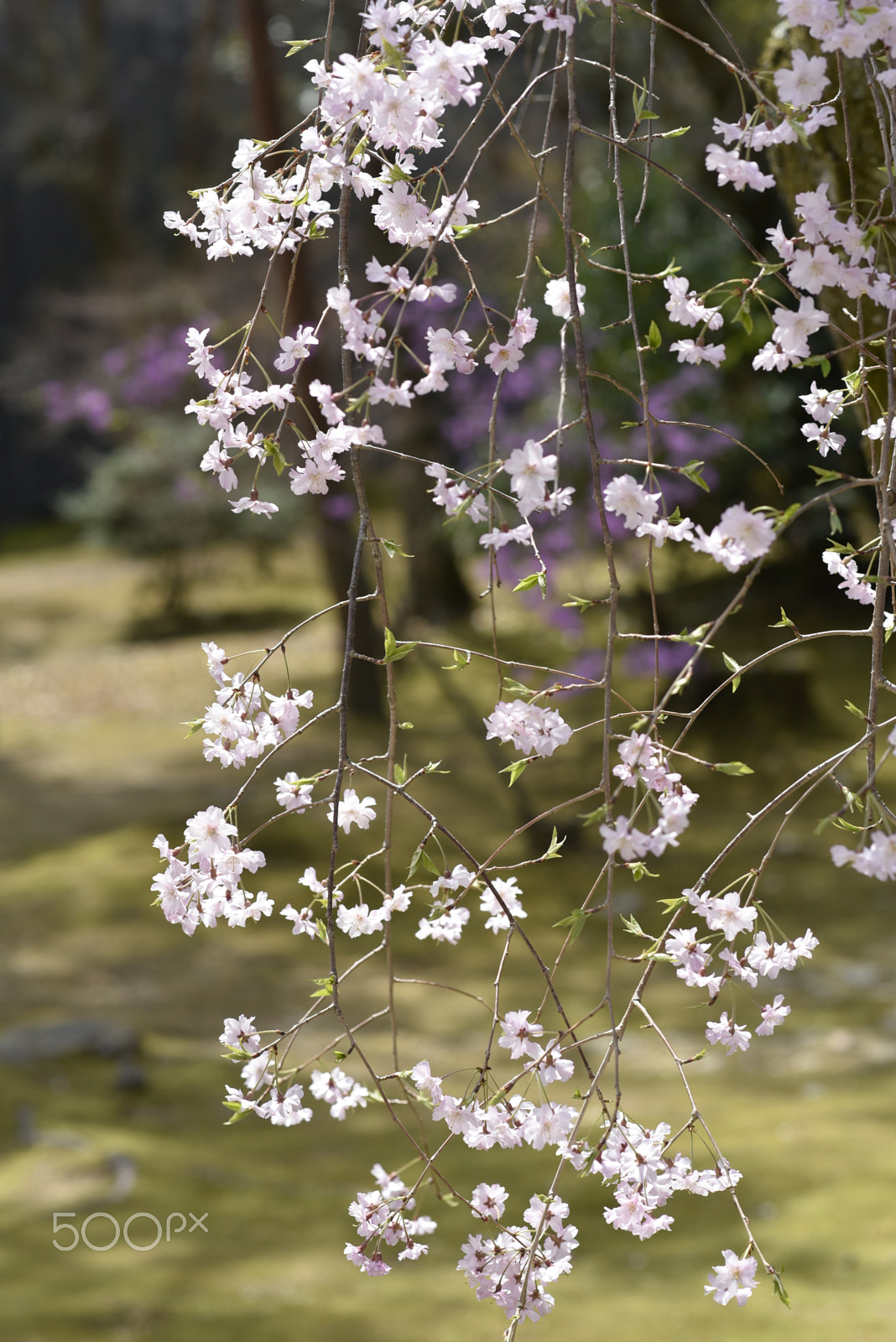 Nikon AF-S Nikkor 85mm F1.8G sample photo. Sakura photography