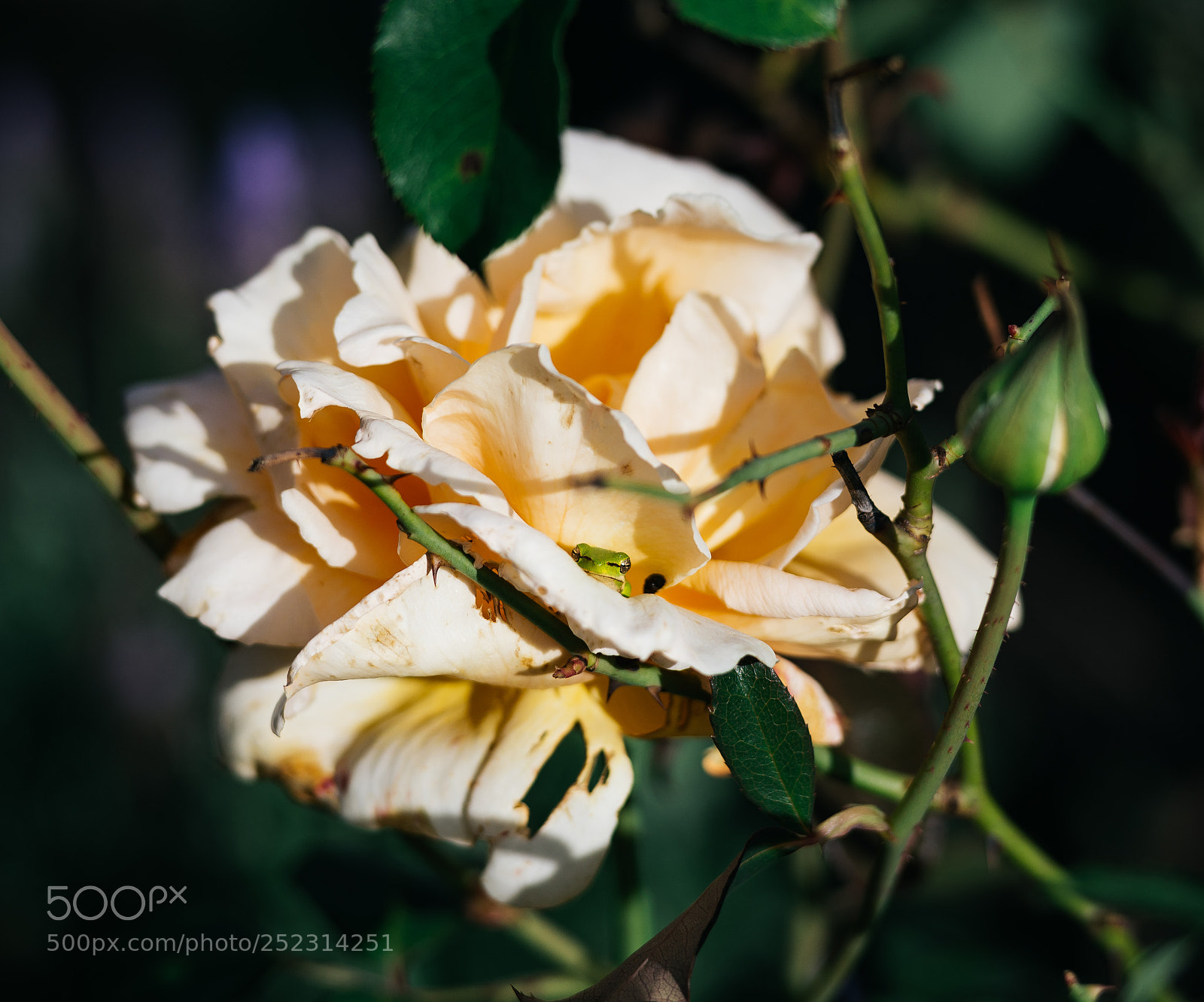 Nikon D7100 sample photo. Hidden photography