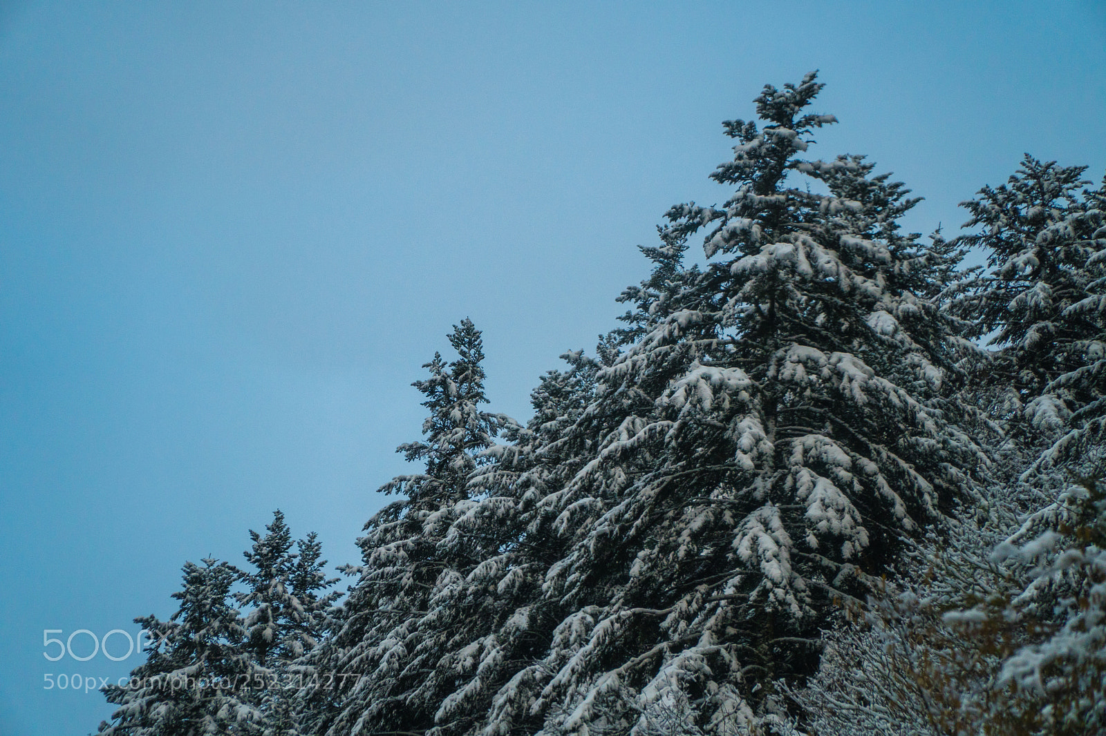 Sony a6300 sample photo. Pastel trees photography
