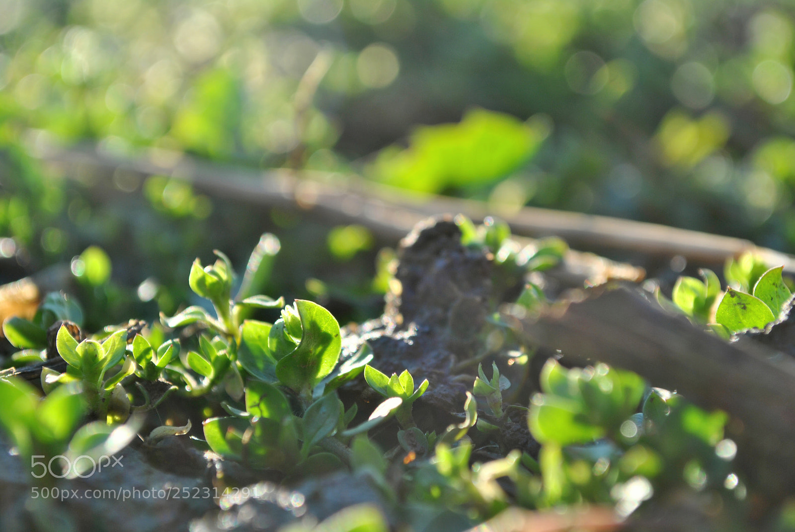 Nikon D3000 sample photo. Spring grass photography