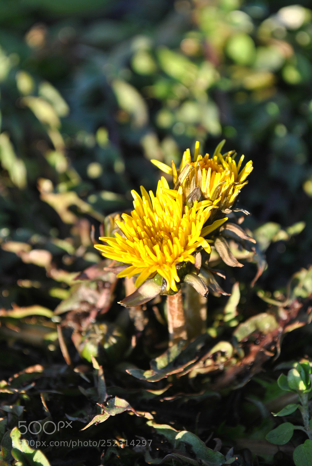 Nikon D3000 sample photo. Dandelion photography
