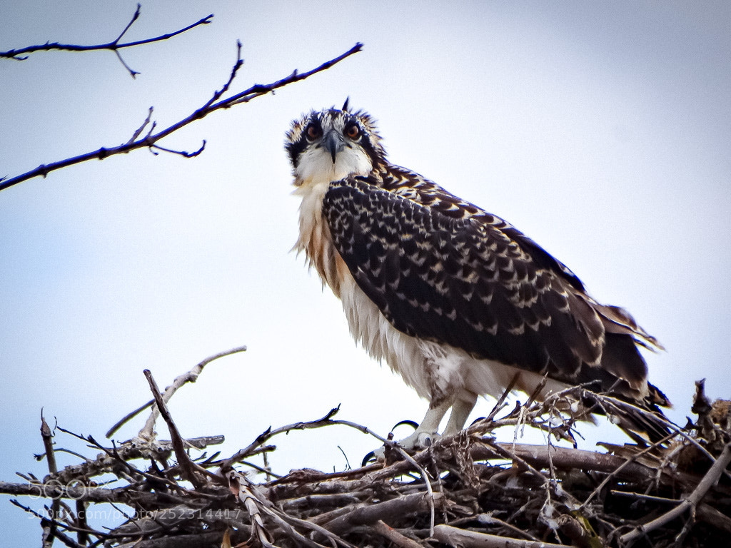 Sony Cyber-shot DSC-HX300 sample photo. Sea hawk photography