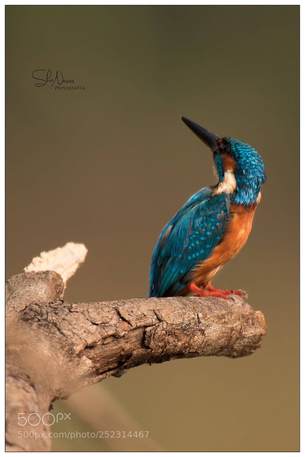 Nikon D810 sample photo. Common kingfisher photography