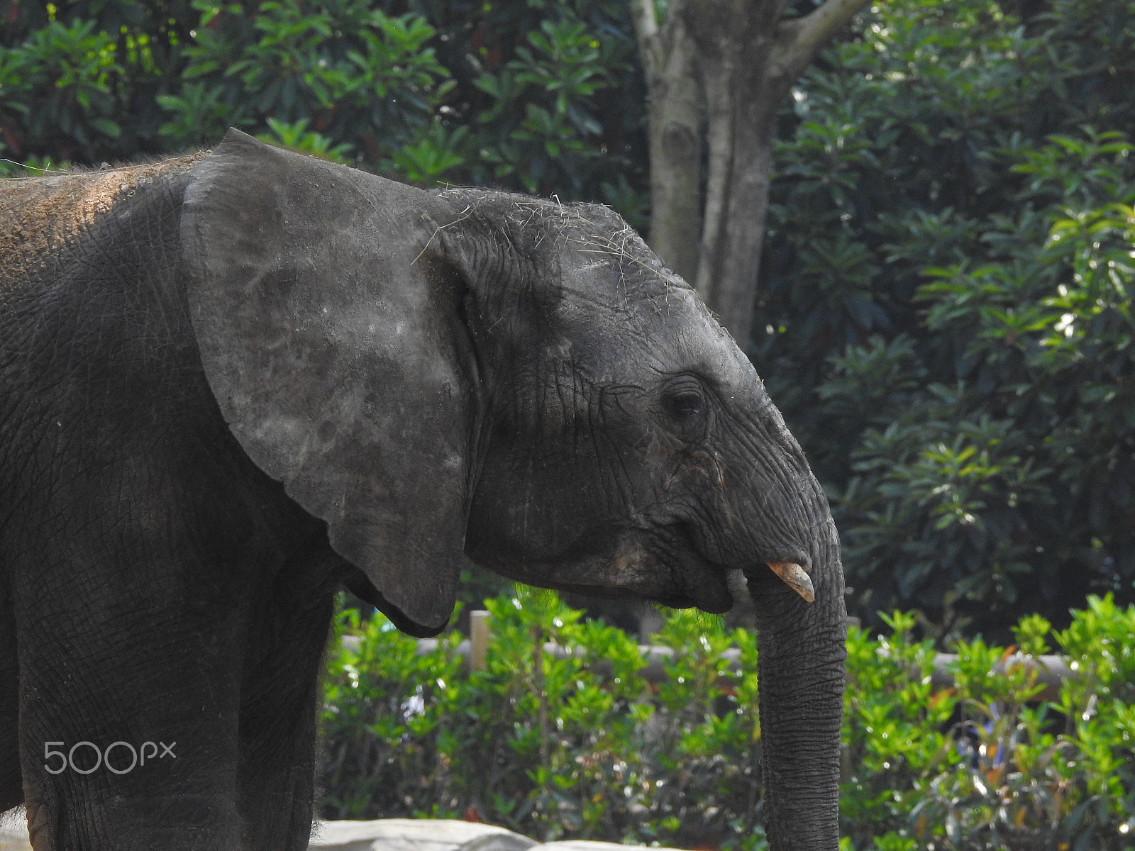 Nikon COOLPIX P900s sample photo. A lone elephant photography