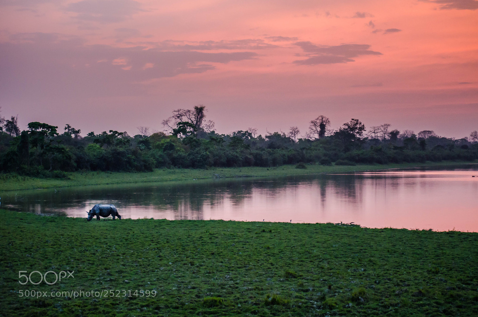 Nikon D5100 sample photo. Hues of the jungle photography