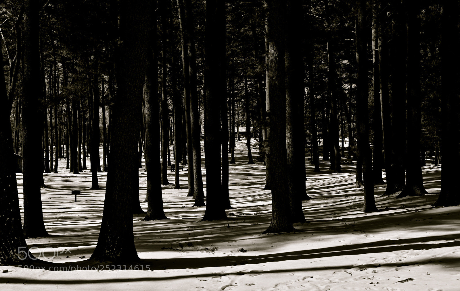 Nikon D600 sample photo. A walk in snowy photography