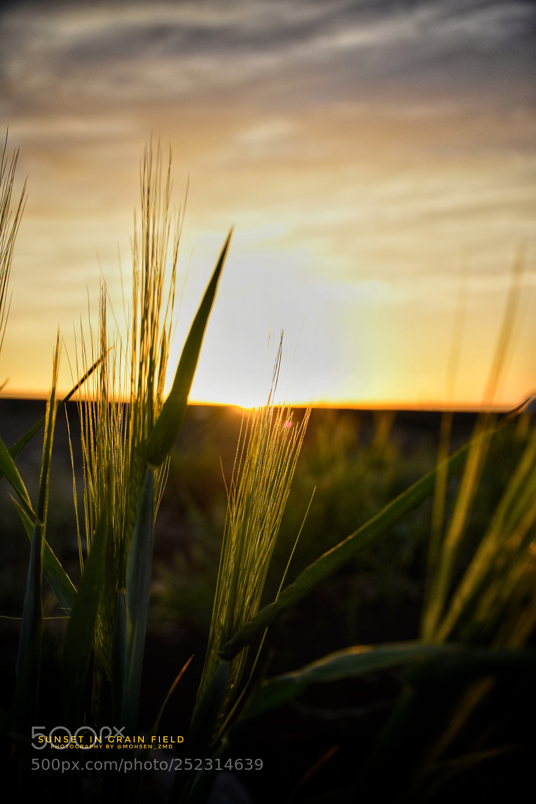 Nikon D7200 sample photo. Sunset in grain field photography