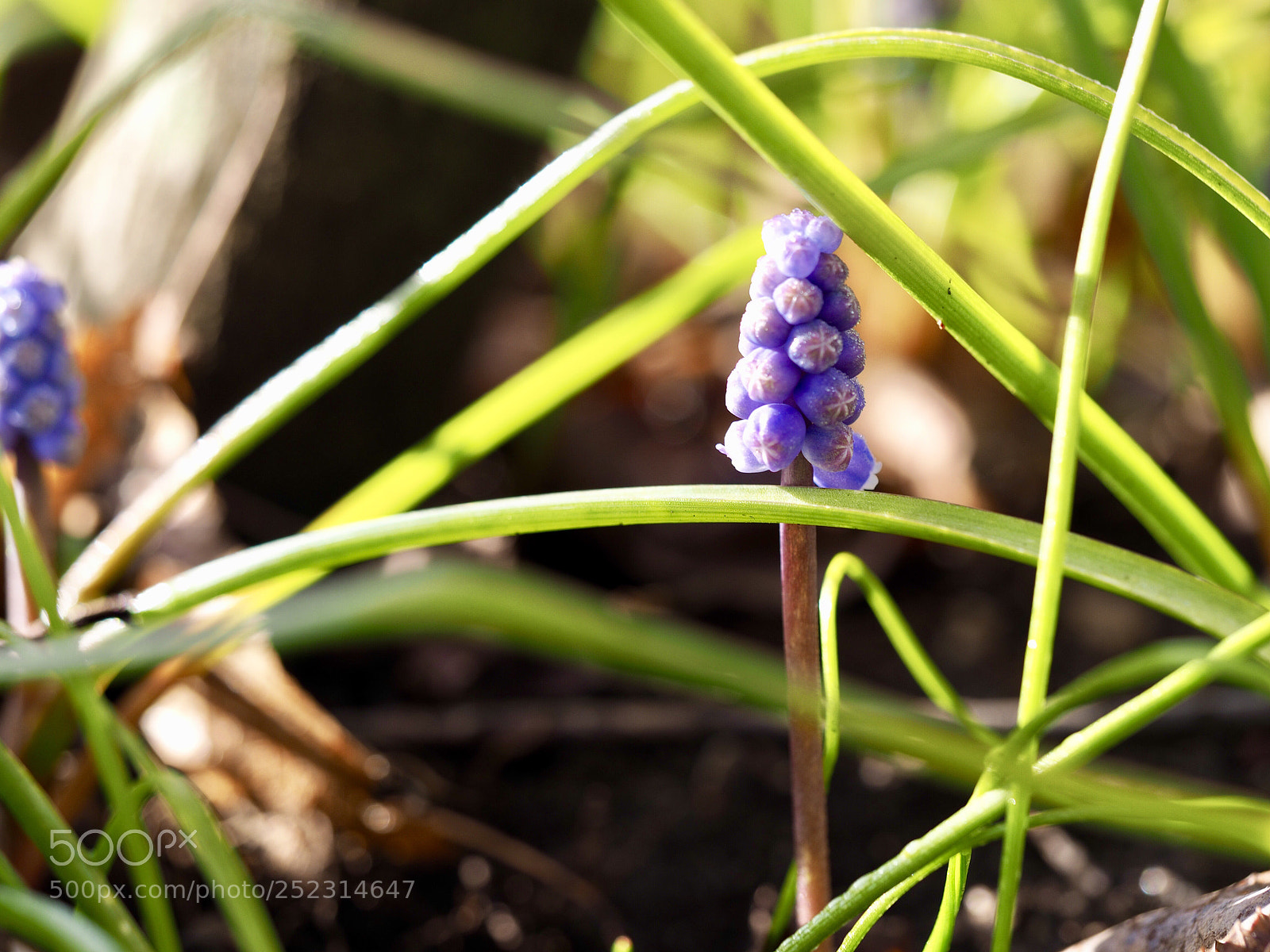 Olympus OM-D E-M10 II sample photo. Muscari aucheri - blue photography