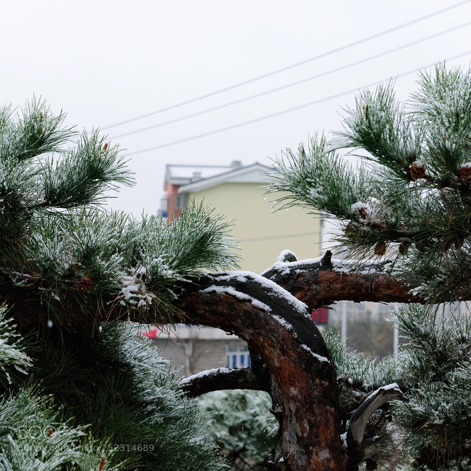 Nikon D810 sample photo. Pine covered by snow photography