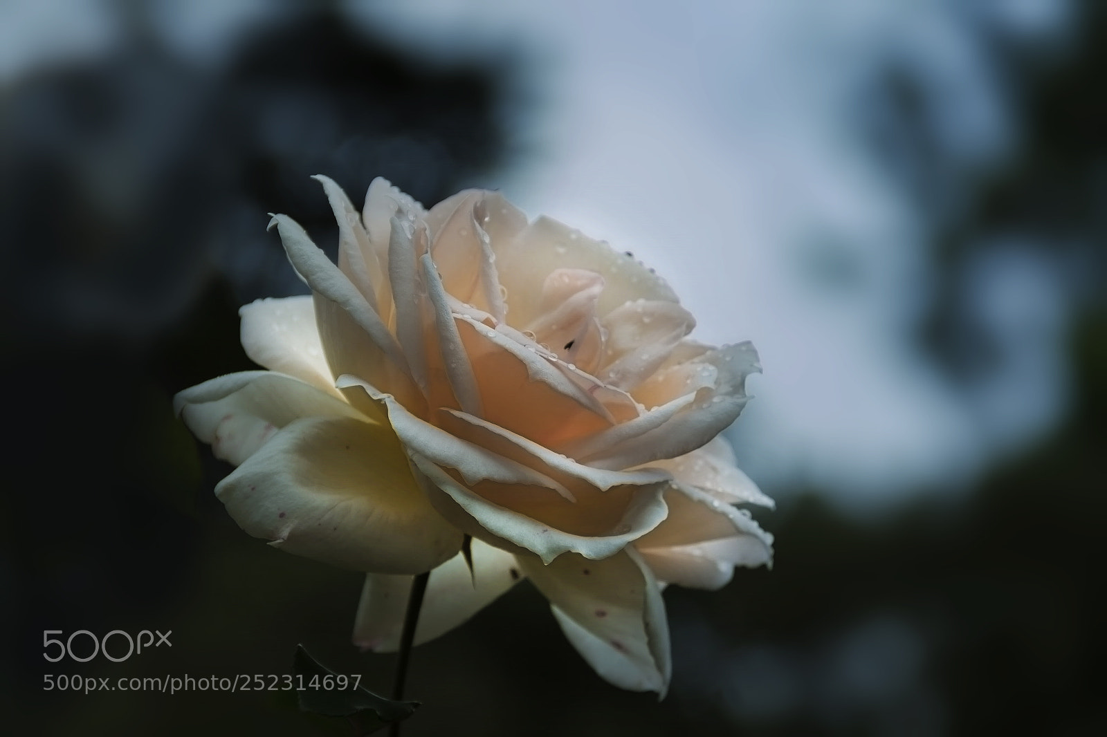 Canon EOS 7D sample photo. Rose photography