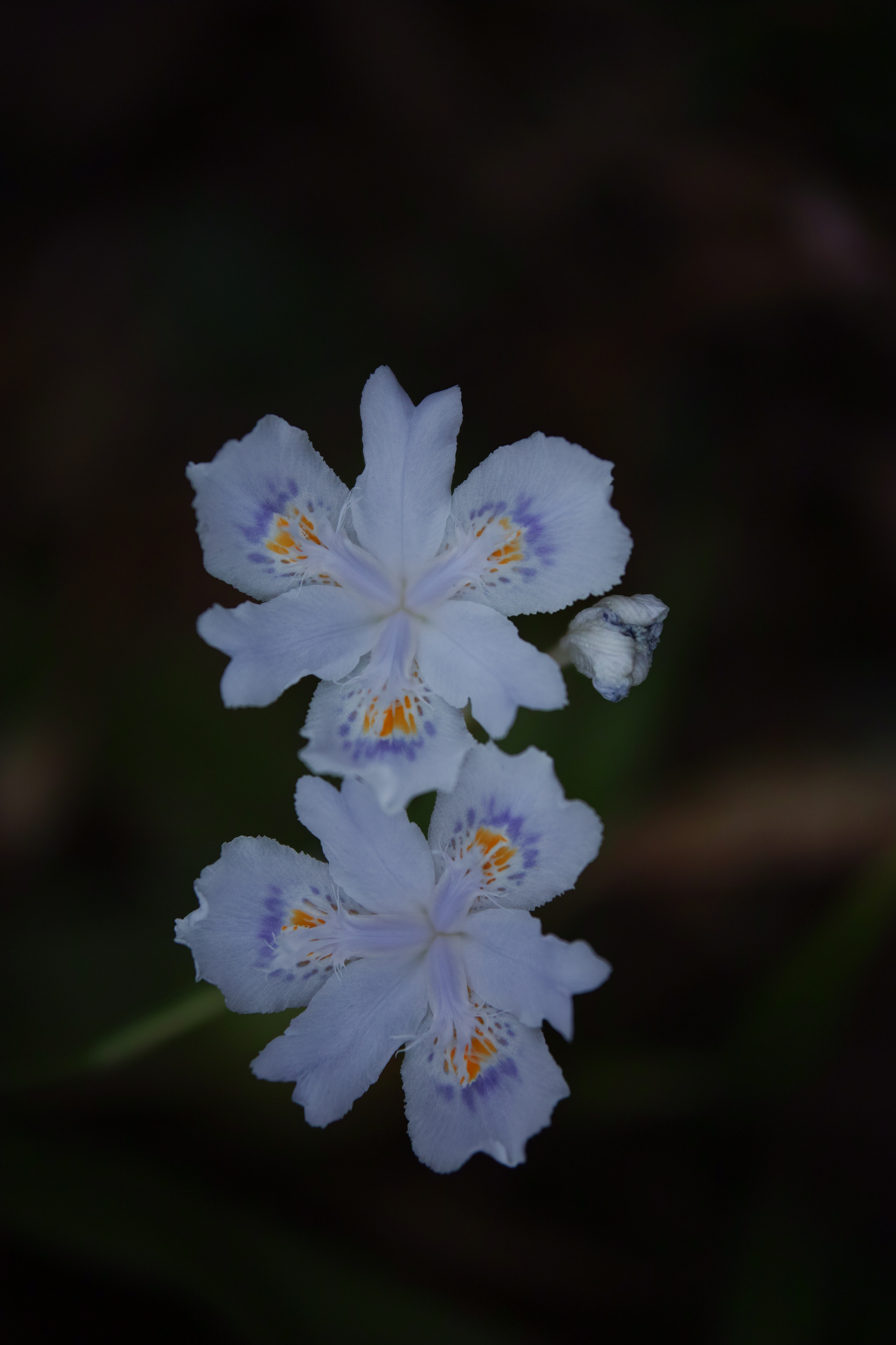 Sigma sd Quattro H sample photo. Wild flower 01 photography