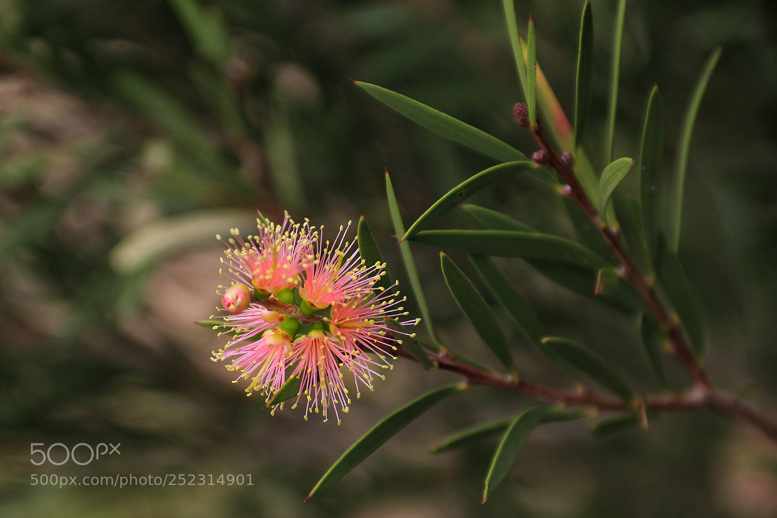 Canon EOS 80D sample photo. Bottlebrush flower photography
