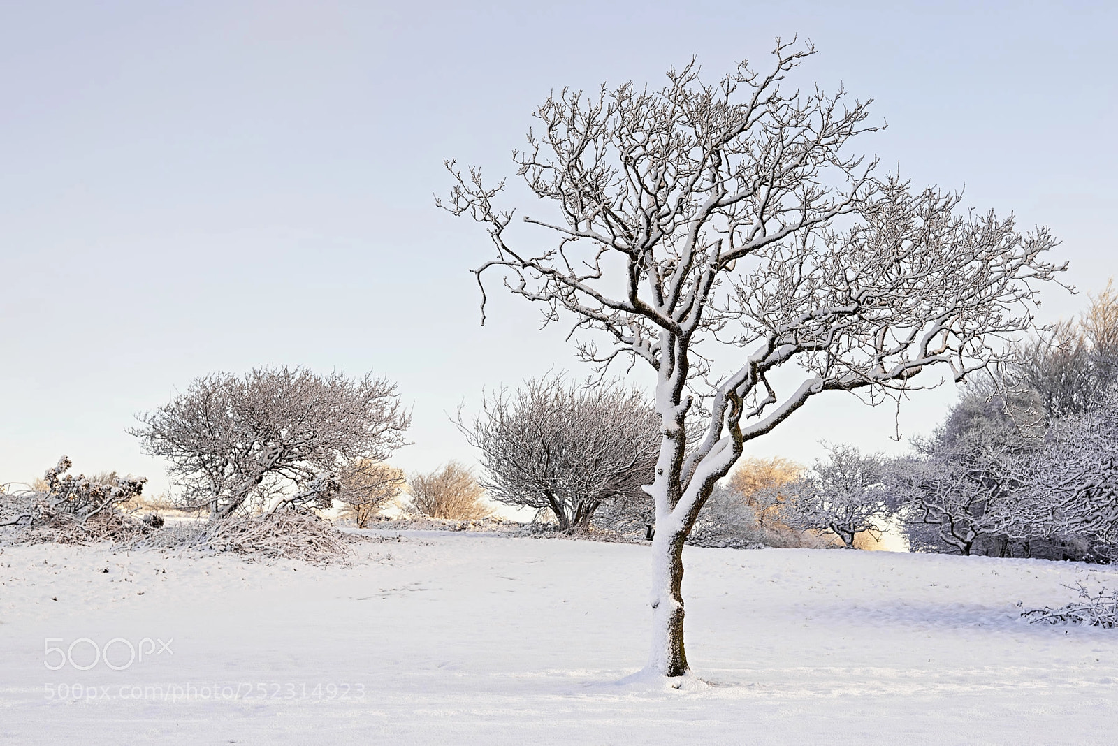 Nikon D800 sample photo. The tree photography