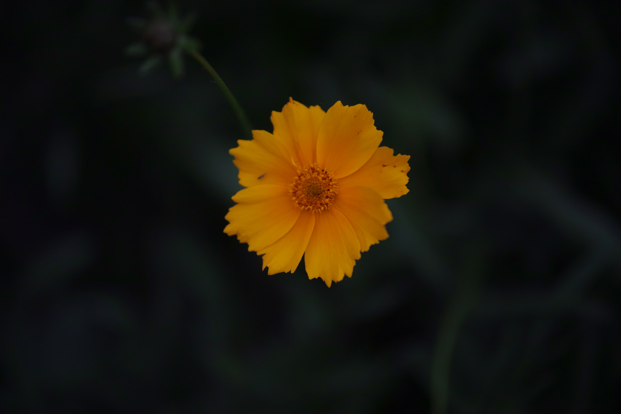 Sigma sd Quattro H sample photo. Wild flower 02 photography