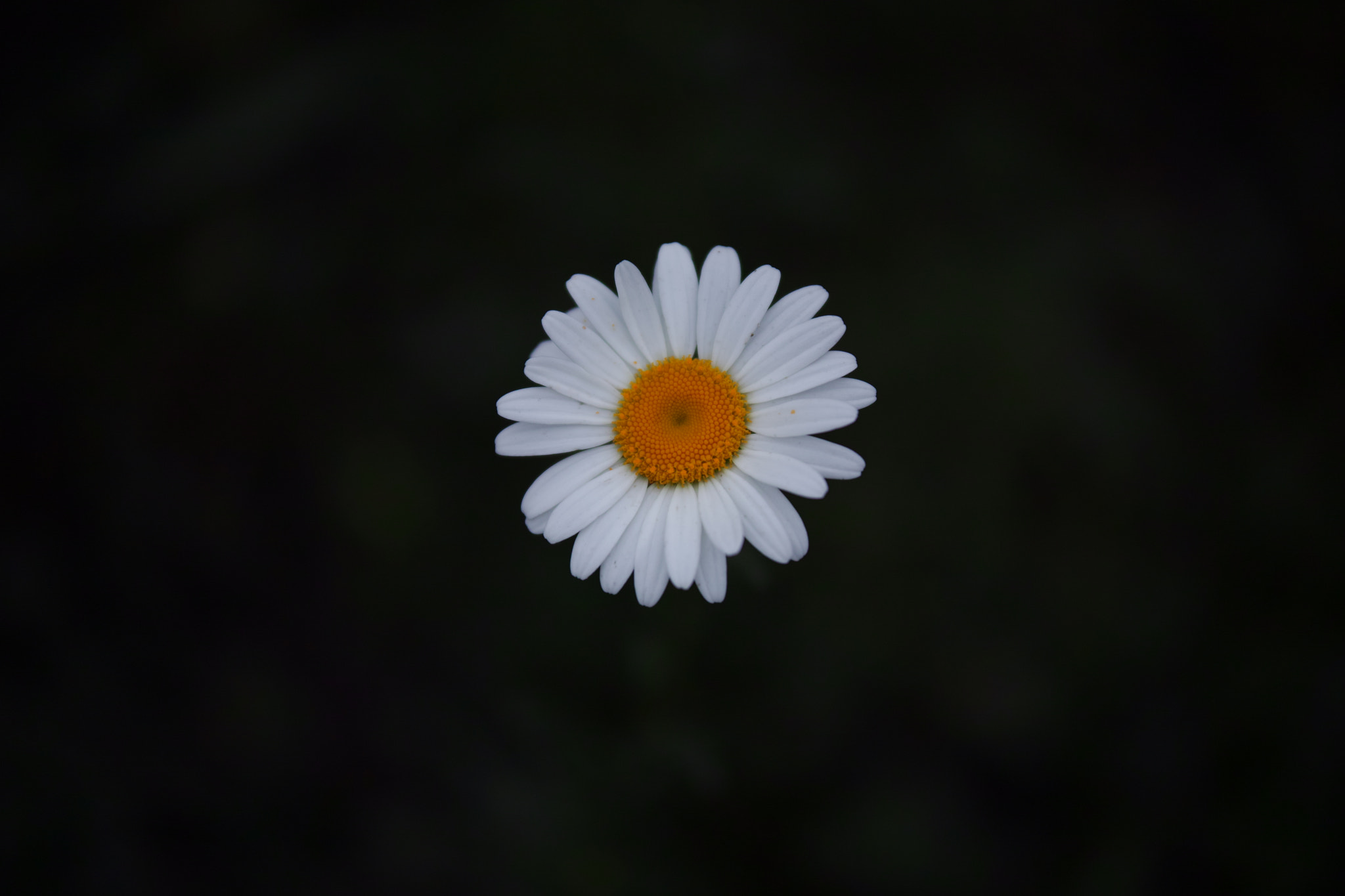 Sigma sd Quattro H sample photo. Wild flower 03 photography