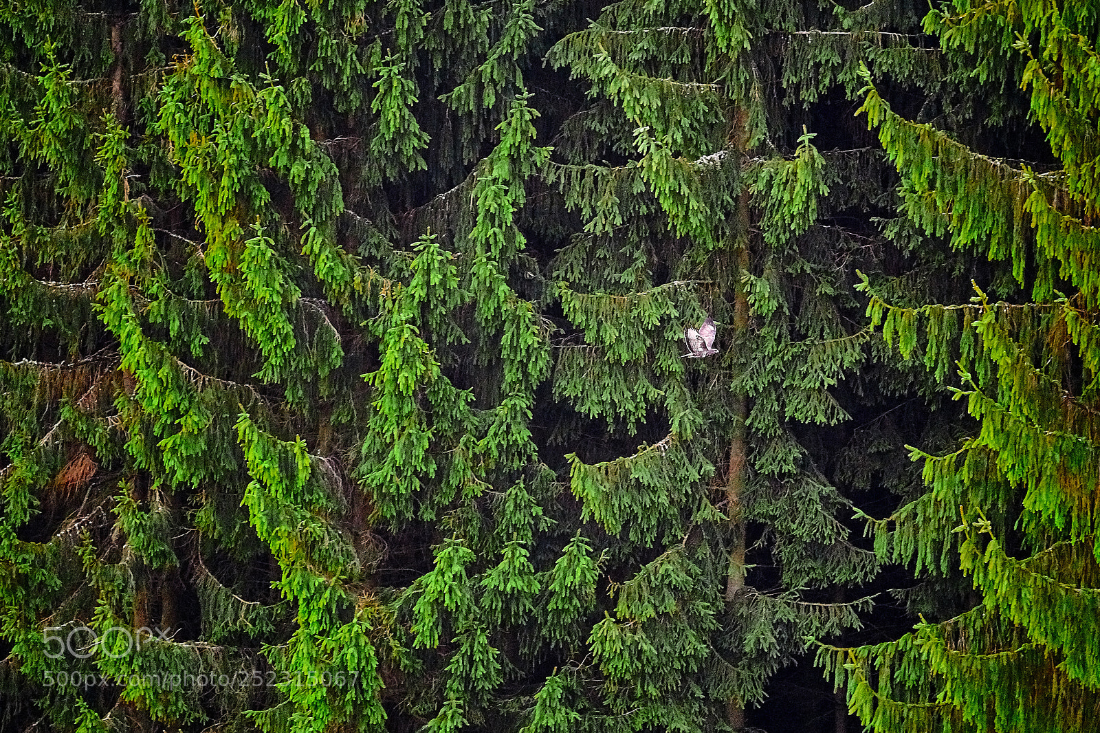 Sony a6000 sample photo. Mouse hunter photography