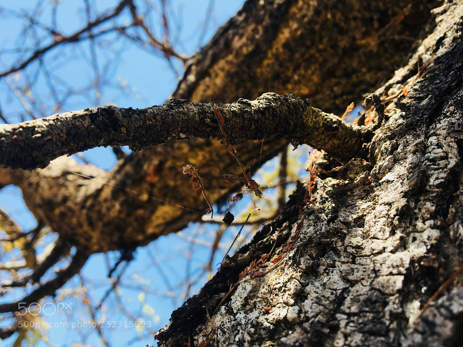 Apple iPhone 6s sample photo. And the roots of photography