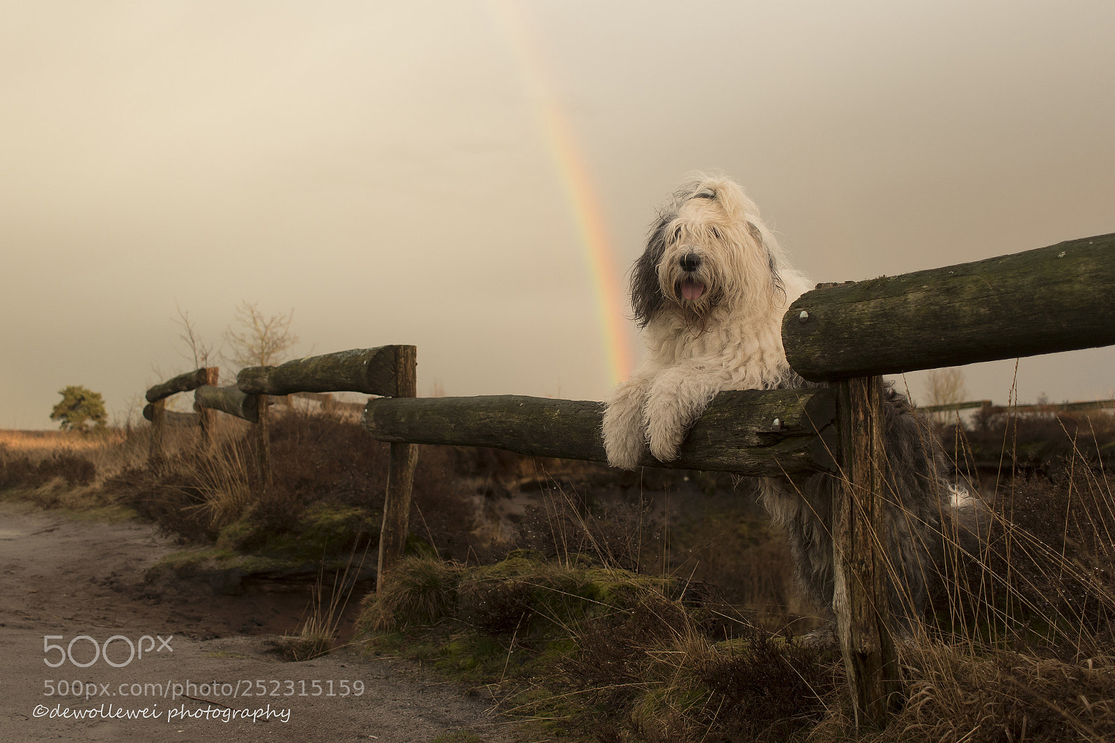 Canon EOS 7D Mark II sample photo. Scarlett found a rainbow photography