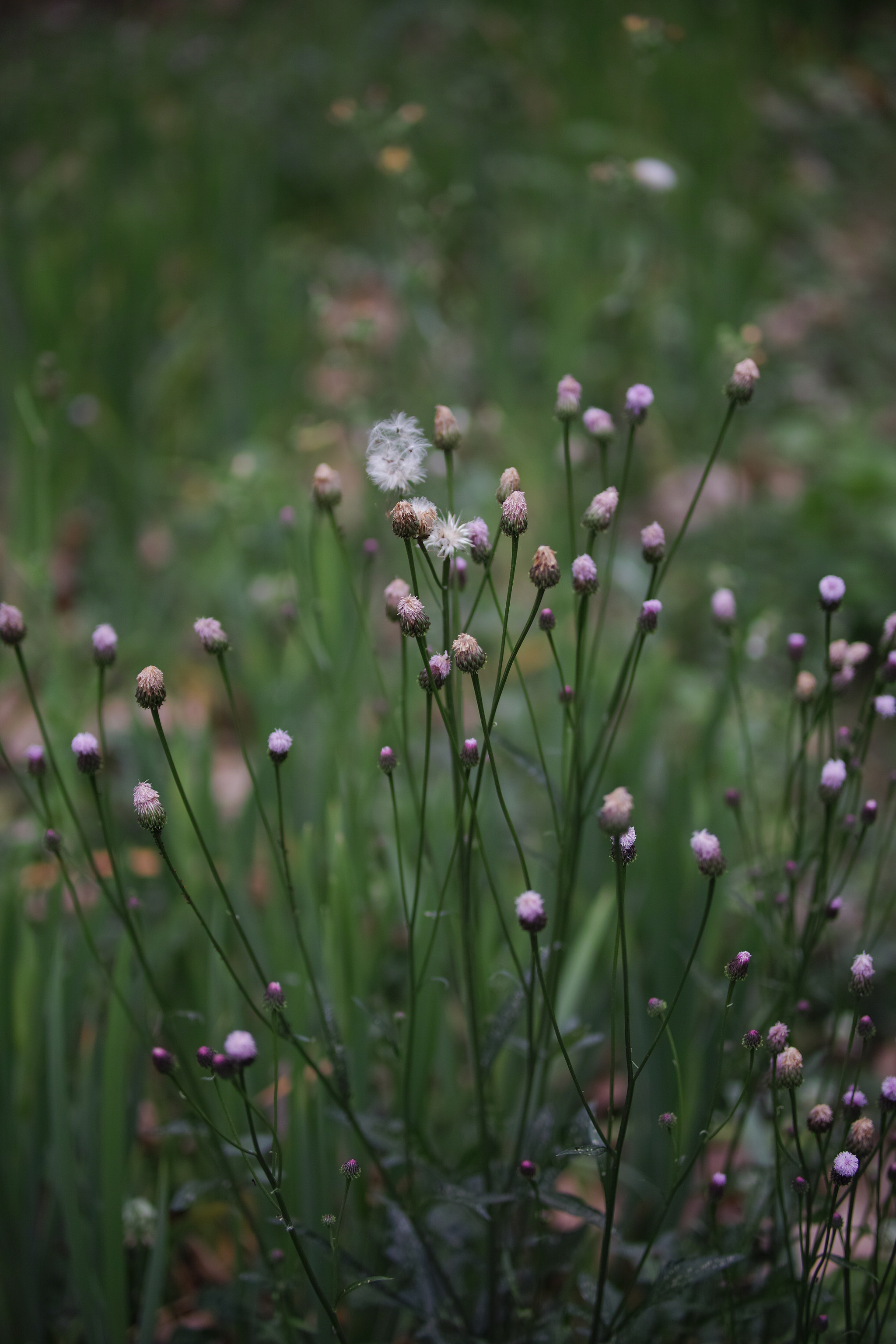 Sigma sd Quattro H sample photo. Wild flower 04 photography