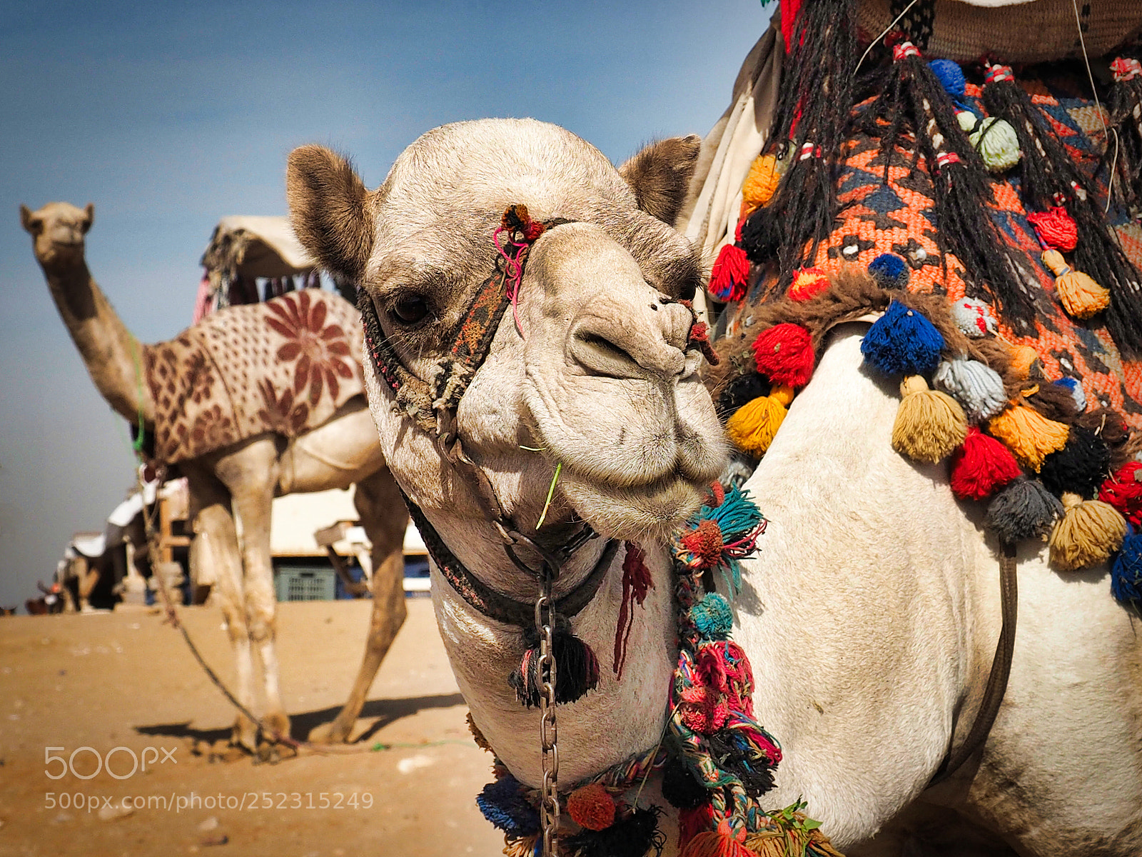 Olympus OM-D E-M1 sample photo. Staring contest photography