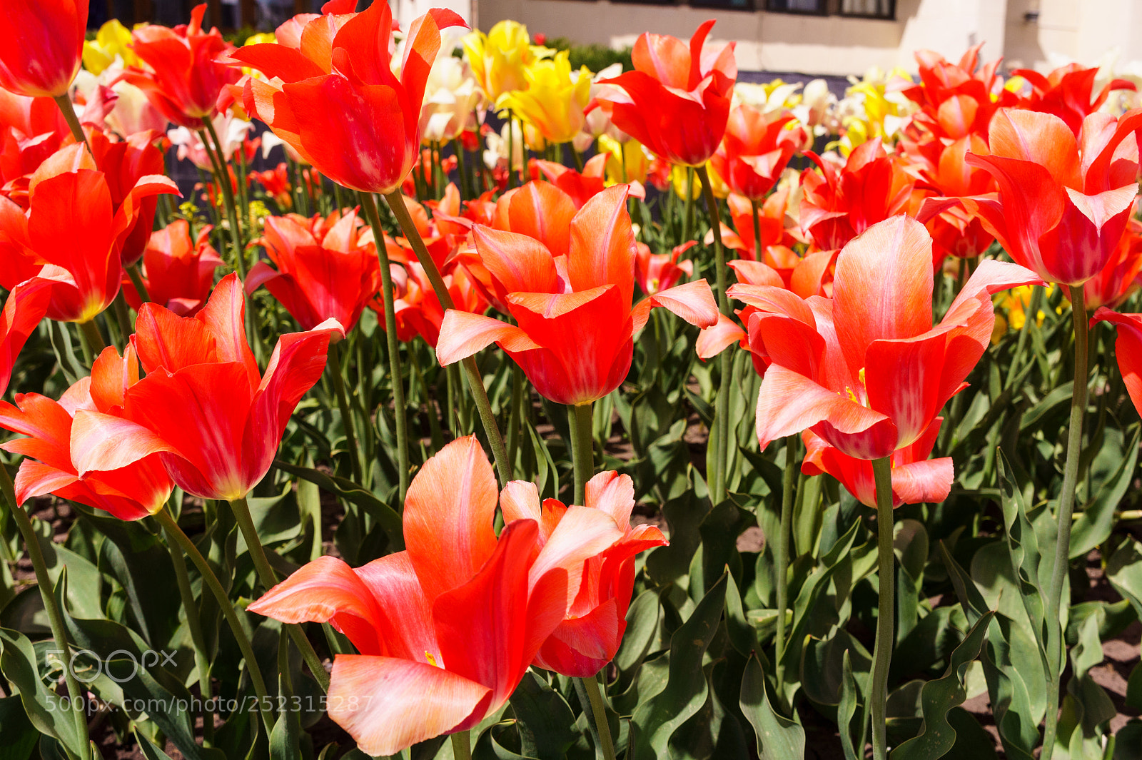 Sony Alpha NEX-5 sample photo. Long live the spring photography