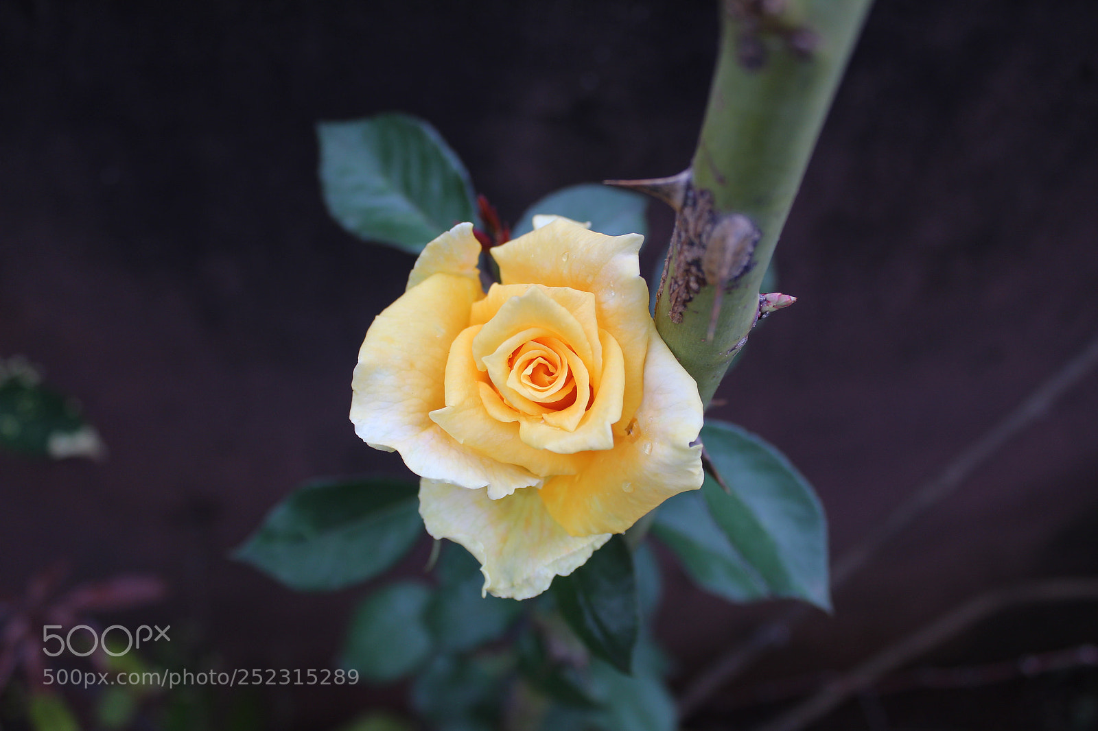 Canon EOS 1300D (EOS Rebel T6 / EOS Kiss X80) sample photo. Rose flower photography