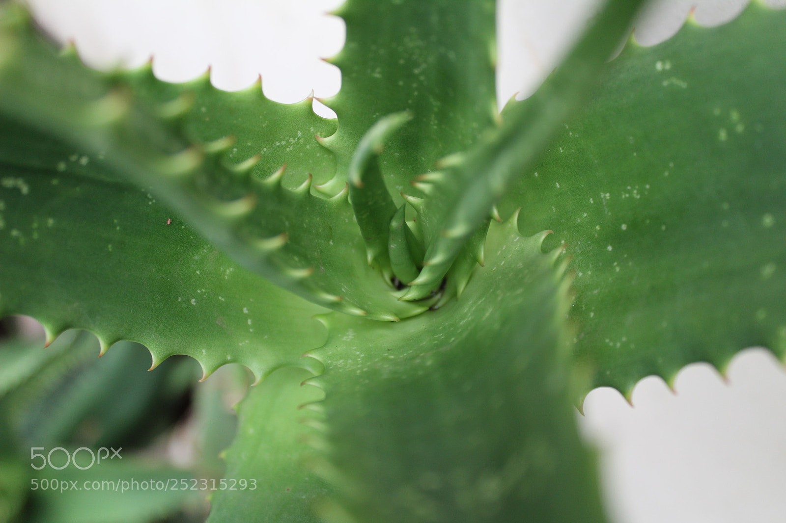 Canon EOS 1300D (EOS Rebel T6 / EOS Kiss X80) sample photo. Aloe vera plant photography