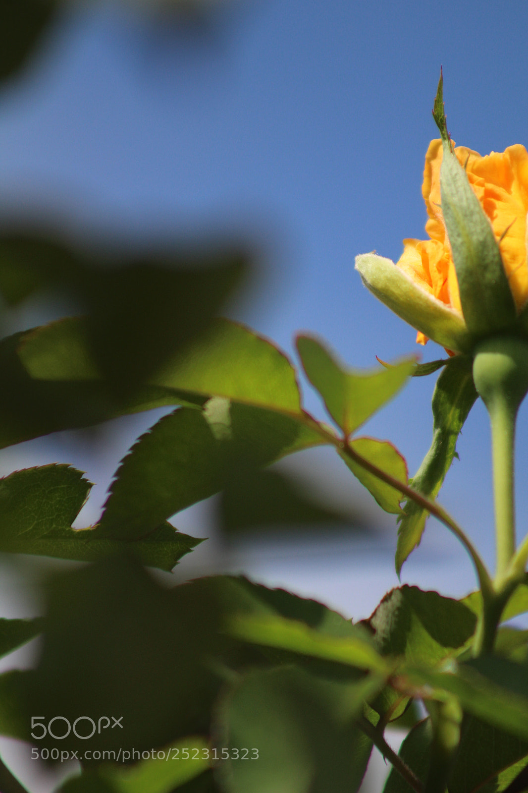 Canon EOS 1300D (EOS Rebel T6 / EOS Kiss X80) sample photo. Rose flower photography