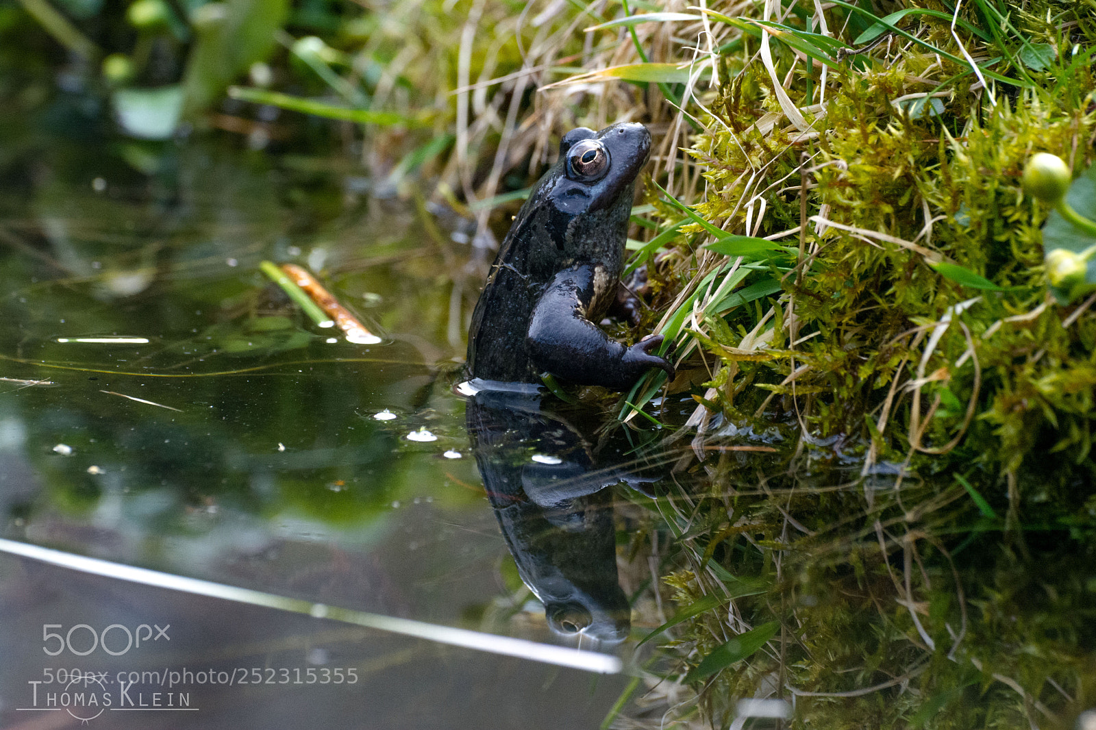 Nikon D5200 sample photo. Frühlingsfrosch photography