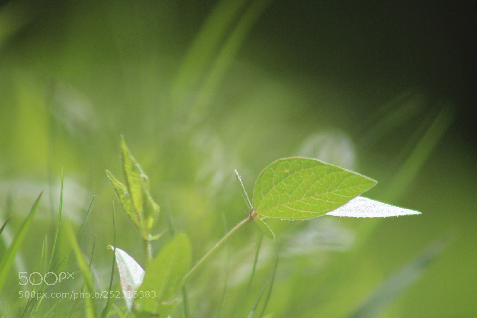 Canon EOS 1300D (EOS Rebel T6 / EOS Kiss X80) sample photo. Leaves and grass photography