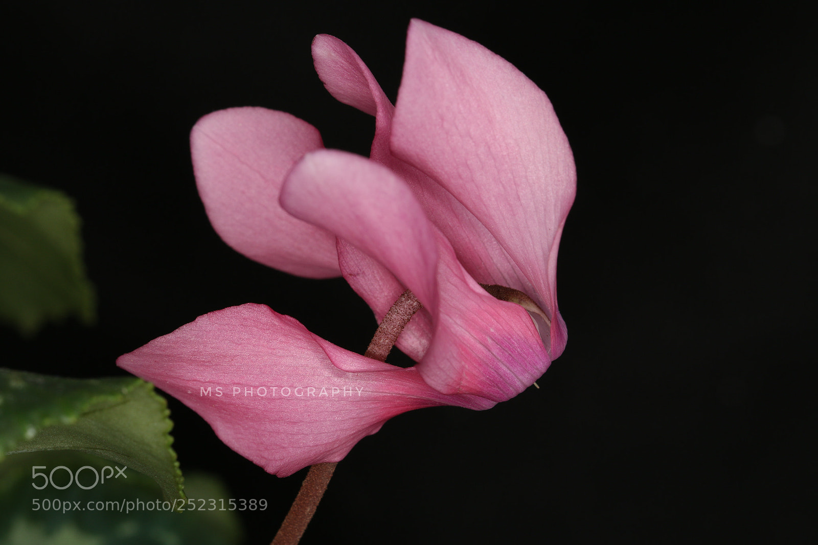 Canon EOS 70D sample photo. Cyclamen photography