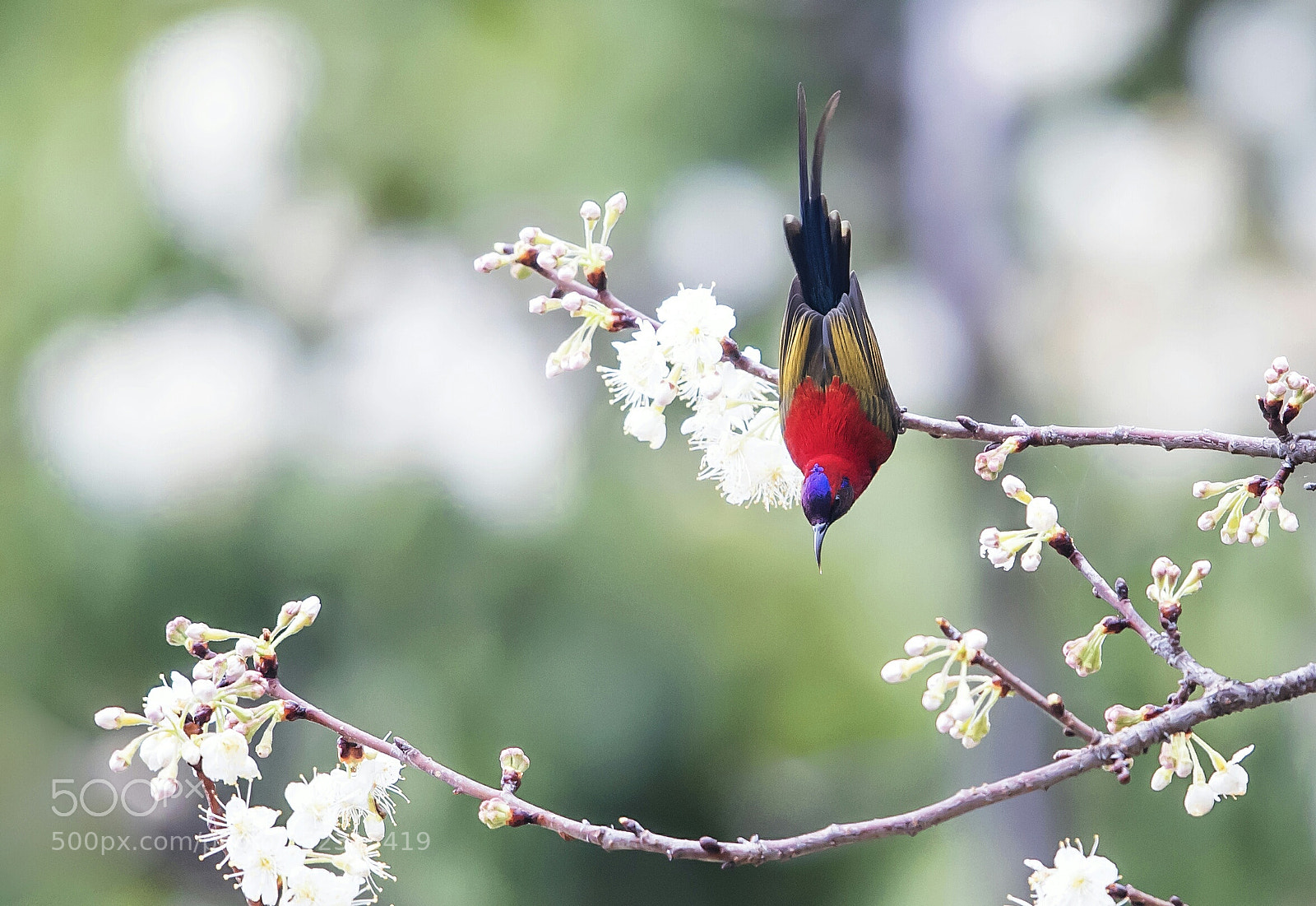 Canon EOS-1D X Mark II sample photo. 《花鸟图》 photography