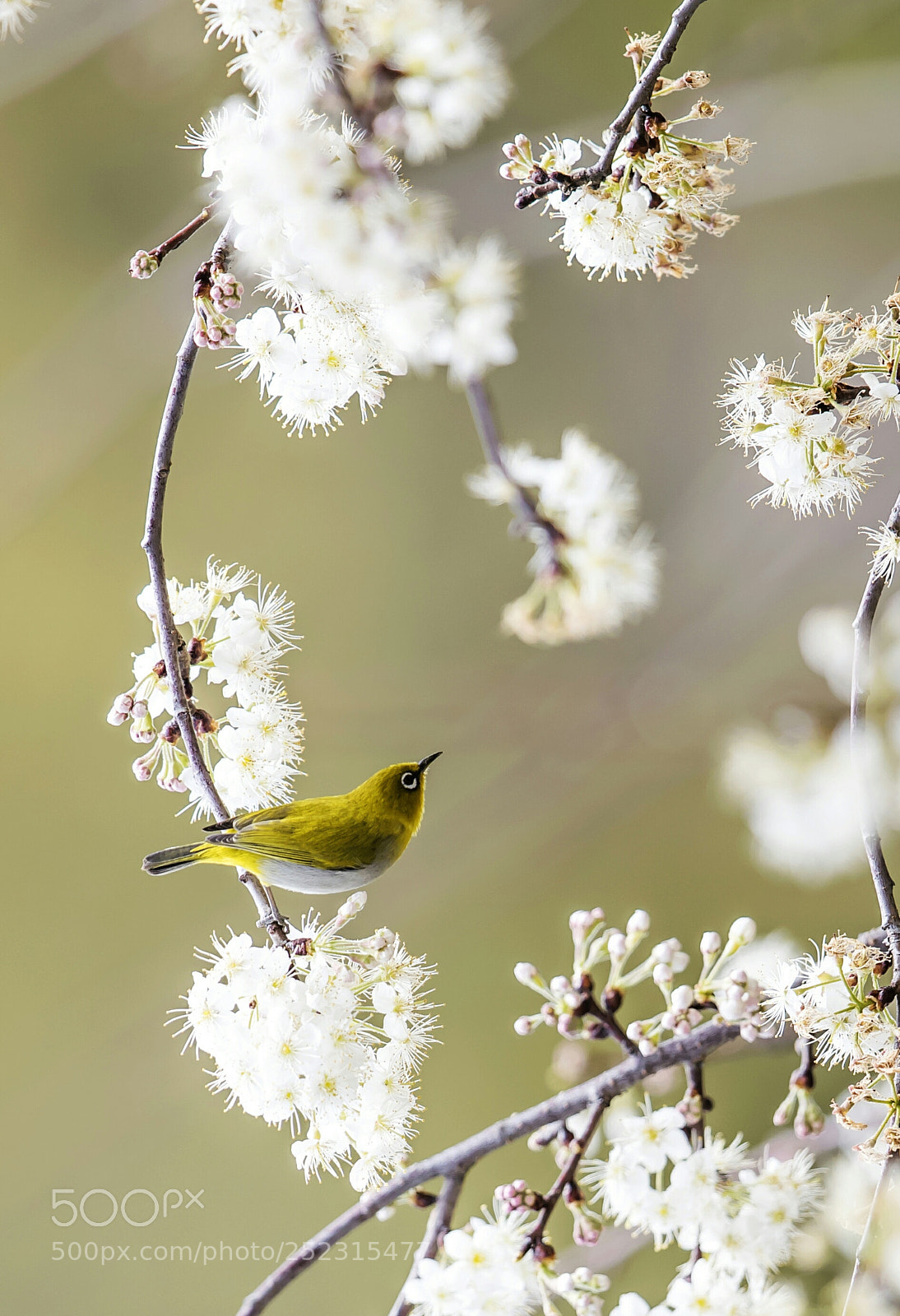Canon EOS-1D X Mark II sample photo. 《花中鸟》 photography