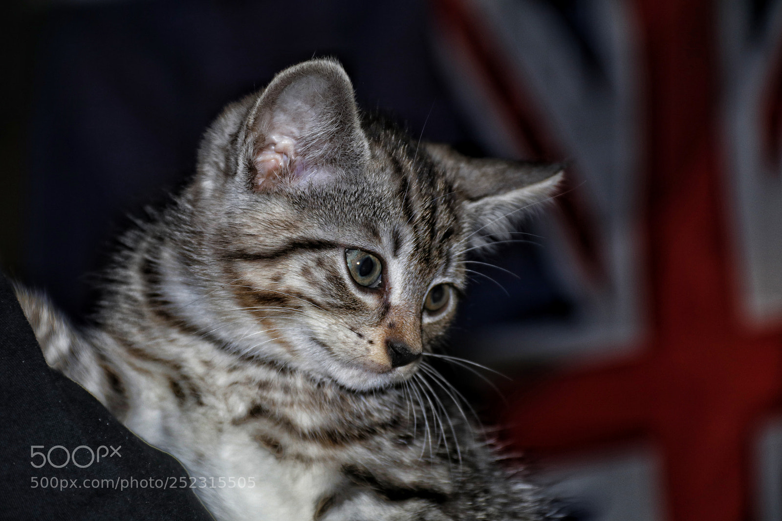 Canon EOS 80D sample photo. A kitten named nitro photography