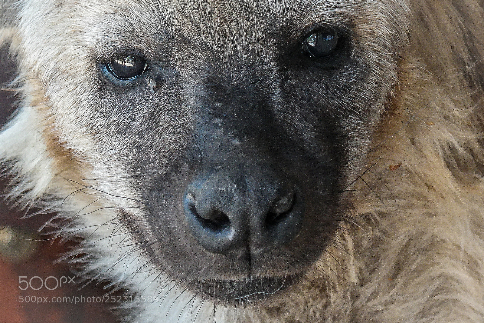 Samsung NX30 sample photo. Black eyes photography