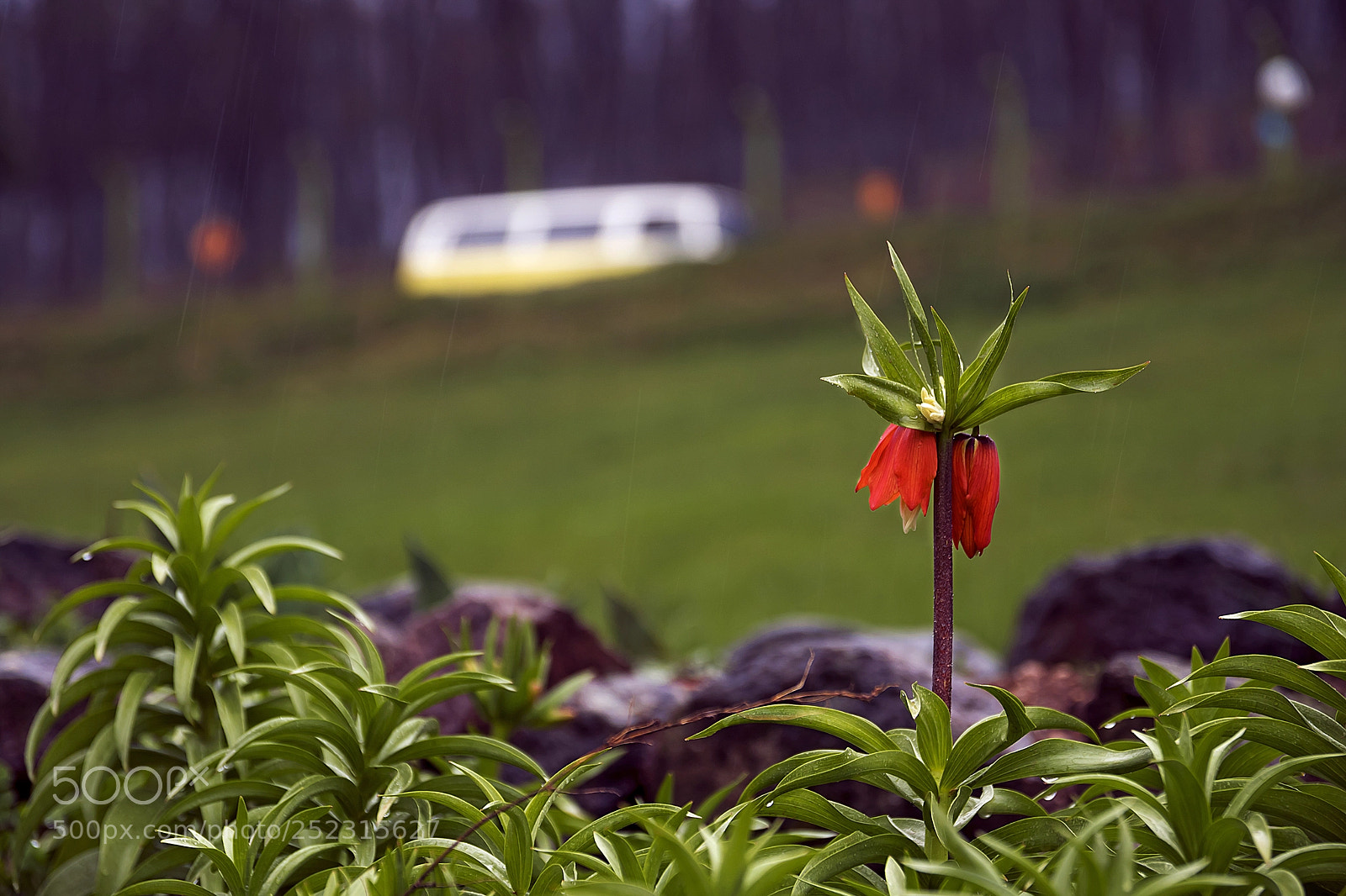 Canon EOS 80D sample photo. Fritillaria imperialis photography