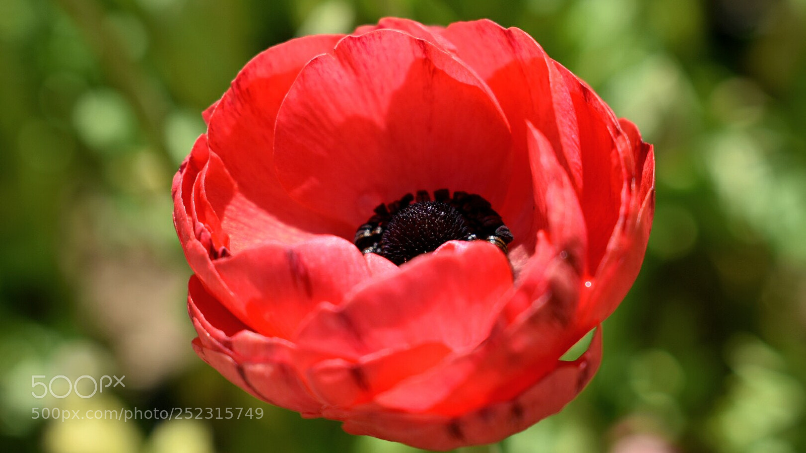 Nikon D3400 sample photo. Flower photography