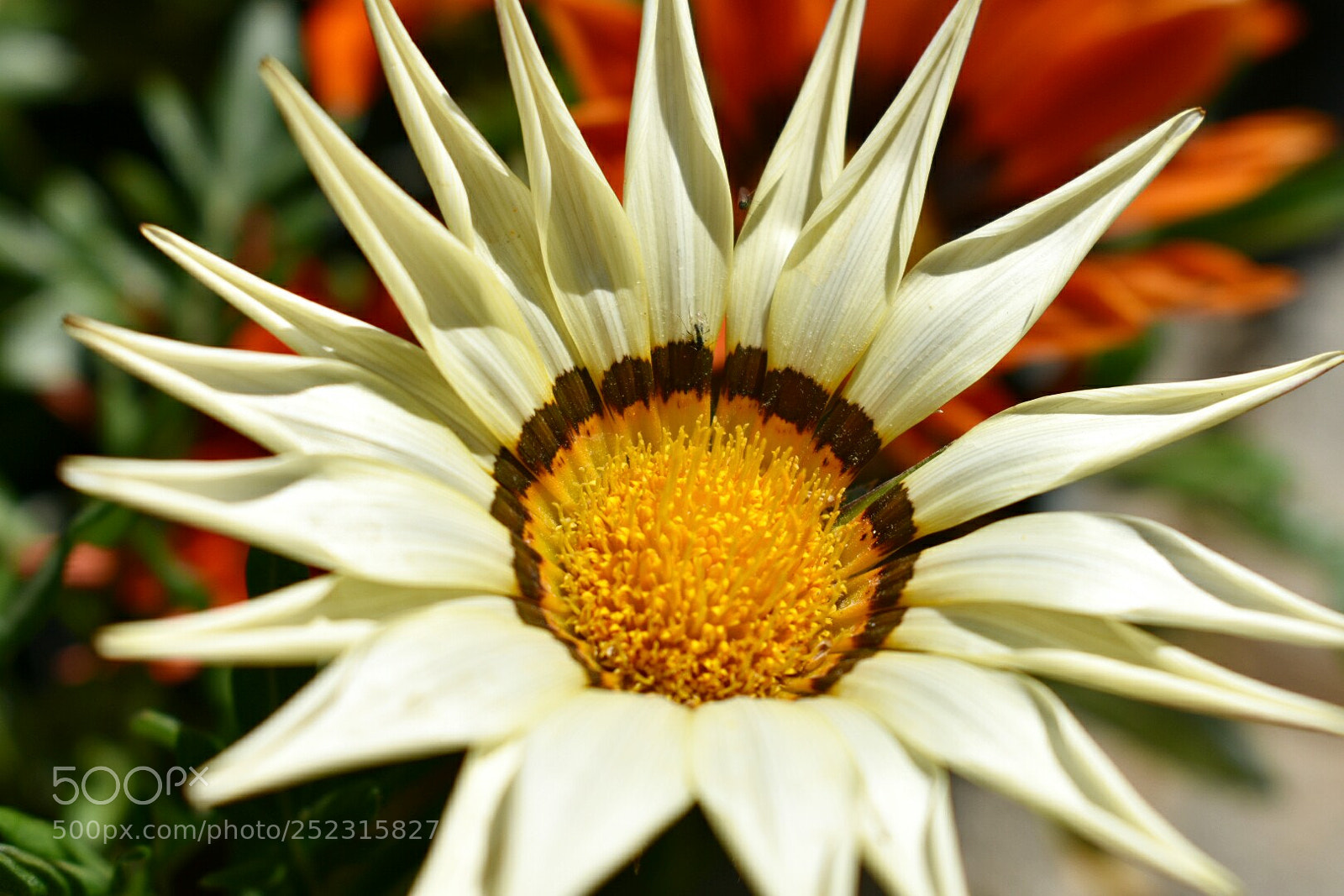 Nikon D3400 sample photo. Flower photography
