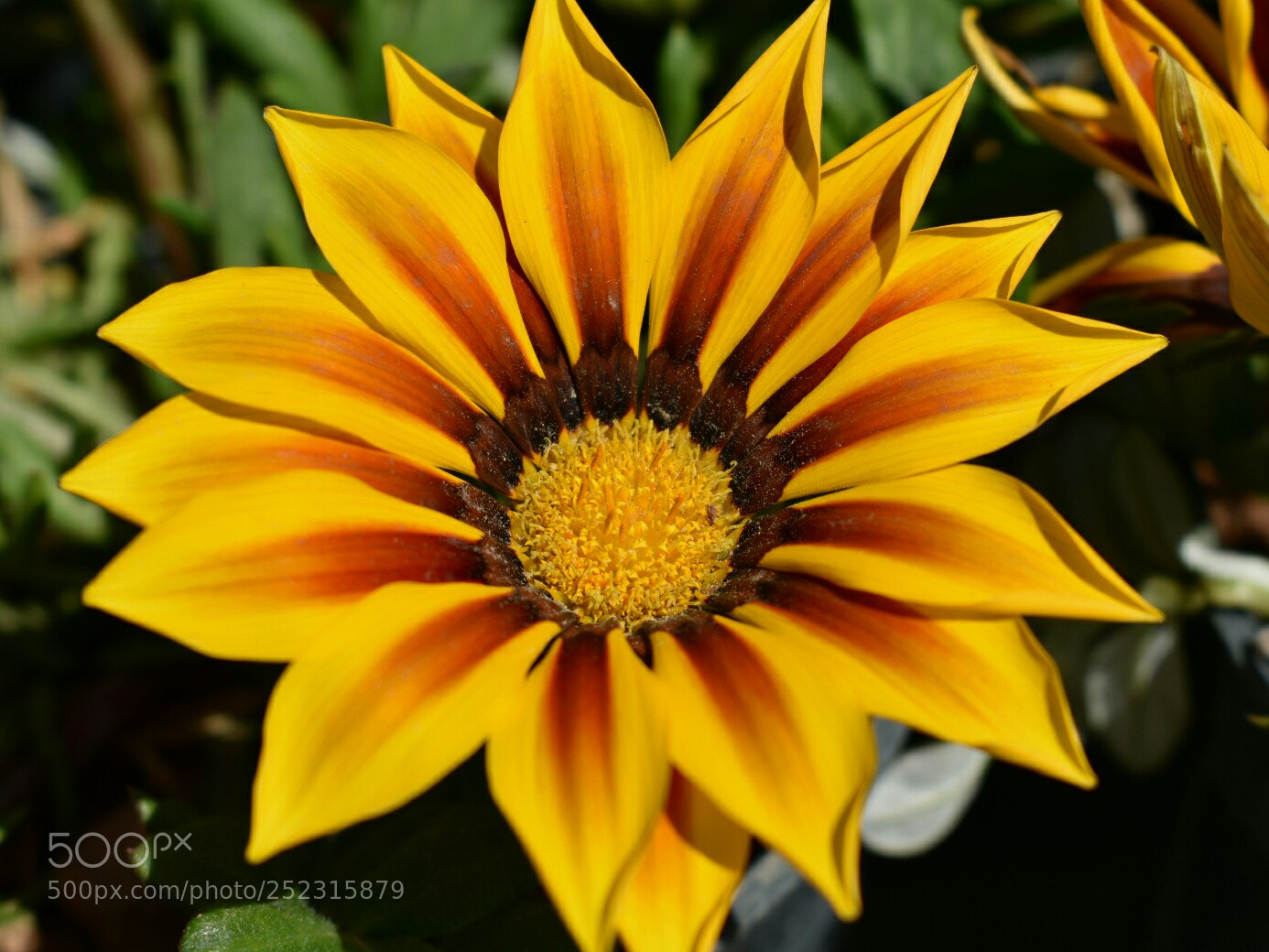 Nikon D3400 sample photo. Flower photography
