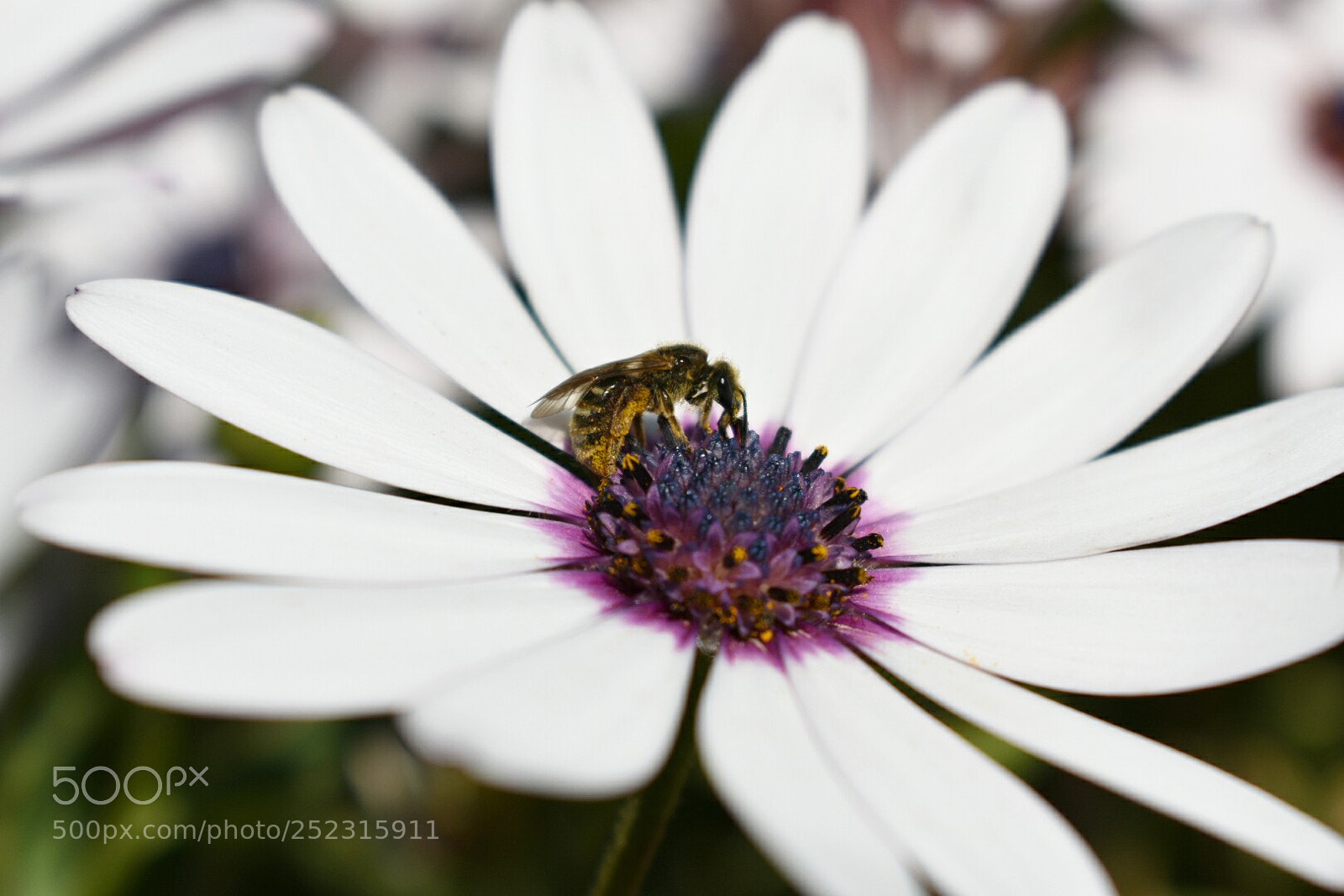Nikon D3400 sample photo. Flower photography